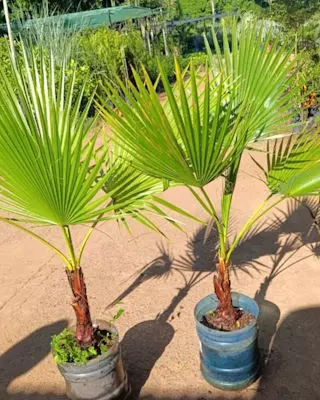 Daniel Goldammer, Vivero, Jardinera, Maquinaria de jardinería, Sistemas de riego para plantas, Independencia, Paraguay